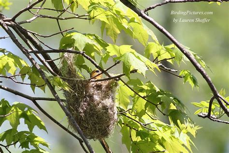 Baltimore Oriole Nest – Birding Pictures