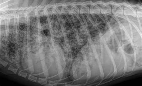 Blastomycosis In Dogs: Symptoms And Treatment | Kingsdale Animal Hospital