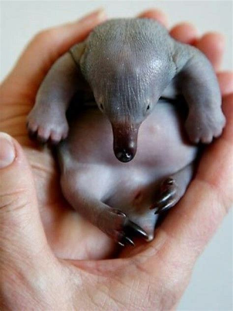 Bebe echidna | Cute baby animals, Animals beautiful, Cute animals