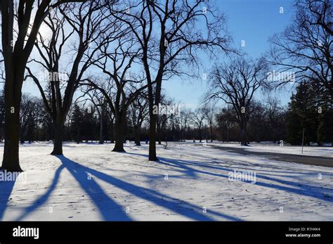 Long shadows with winter sun. Assiniboine Park, Winnipeg,Manitoba Canada Stock Photo - Alamy