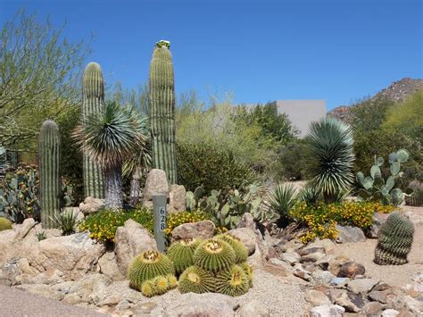 Desert Gardens Nursery - More Landscape Photos | succulent landscape ideas | Landscape, Garden ...