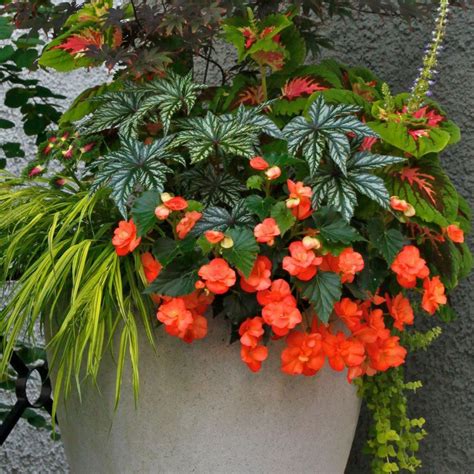 Great for partial shade Flower Containers, Container Plants, Container Gardening, Flower Pots ...