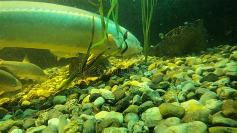 Freshwater Fish that Also are in the Danube River Stock Video - Video ...