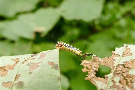 White Flannel Moth Caterpillar, Virginia | White Flannel Mot… | Flickr