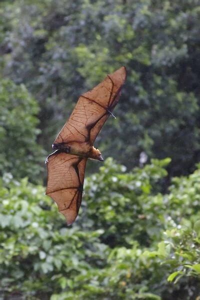 Bismarck Flying Fox (Pteropus neohibernicus) adult