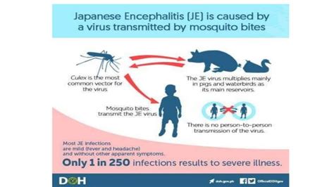 Japanese Encephalitis | PPT