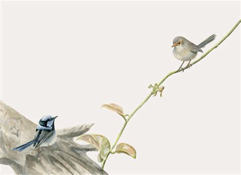 Australian bird art - Blue fairy wrens, superb blue wrens 'Wrens on a ...