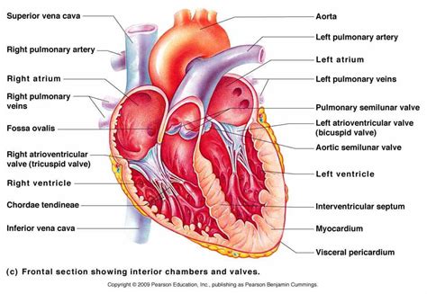 Anatomy Of The Chambers Of The Heart | MedicineBTG.com