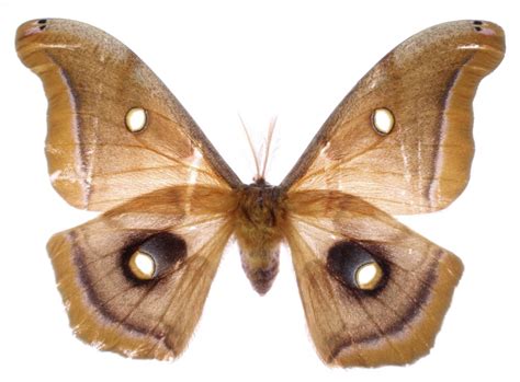 Moths with larger hindwings and longer tails are best at deflecting bats – Research News