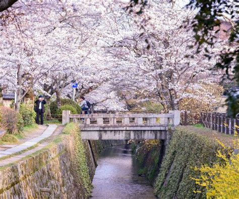 Best Cherry Blossom Festivals & Viewing Locations | JRailPass