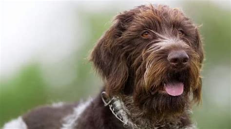 Wirehaired Pointing: Griffon Grooming Guide Tips & Technique