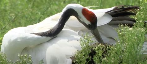 The Beautiful Red-Crowned Crane | Critter Science