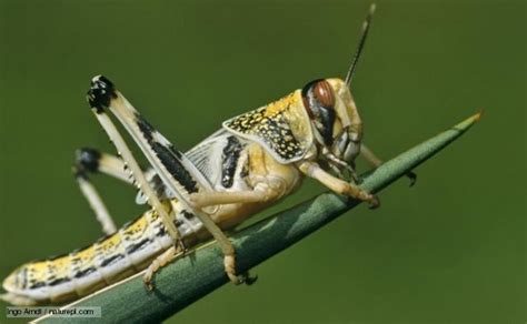 Desert locust - Alchetron, The Free Social Encyclopedia