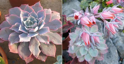 Echeveria 'Pinky' - World of Succulents