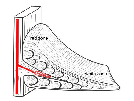 Meniscus | KNEEguru