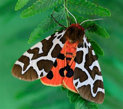 Garden Tiger Moth: Identification, Life Cycle, Facts & Pictures