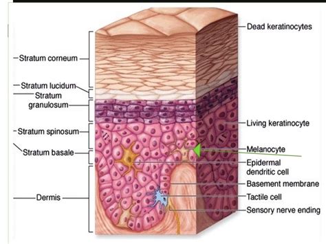 Histology (Skin) - Part 1