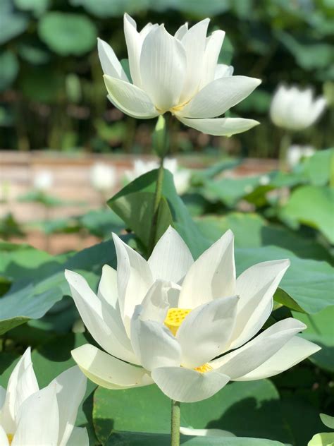 Top 999+ Lotus Flower Wallpaper Full HD, 4K Free to Use