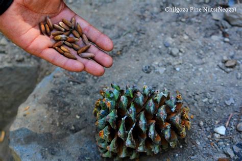 Chilgoza pine Nuts ( Neoza )- Dry fruit from Himalayas