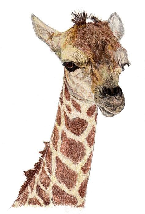 Baby Giraffe by Pamela Stirling | Giraffe, Giraffe drawing, Girraffe drawing