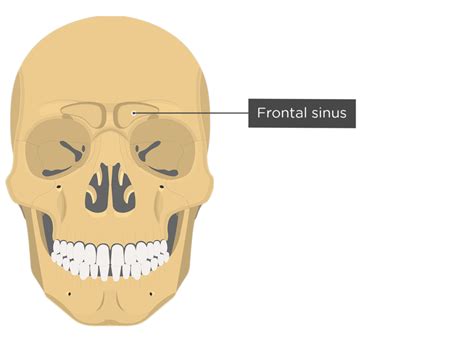 Frontal Bone Sinus