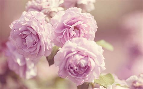 Pink Roses Vintage Mac Wallpaper Download | AllMacWallpaper