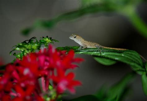 Baby Anole Lizard Free Stock Photo - Public Domain Pictures