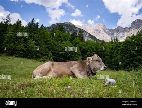 Braunvieh auf alm hi-res stock photography and images - Alamy