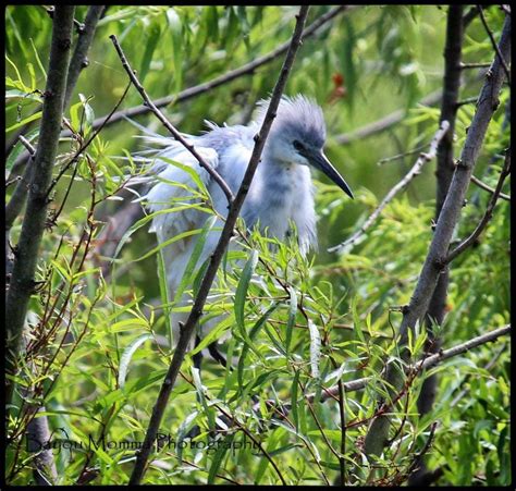 Baby Blue Heron | Wild birds, Blue heron, Animals