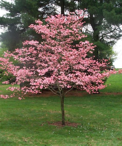 Dogwood Tree Flowers But No Leaves – Flower Information