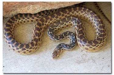 64 best Oklahoma snakes images on Pinterest | Snakes, Oklahoma and Snake