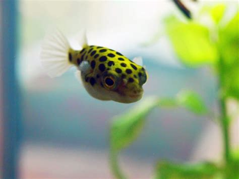 Green Spotted Puffer 101: Care, Diet, Tank Size, Tank Mates & More - Aquarium Part