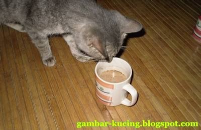 40+ Kopi Susu Lucu - Gambar Barumu