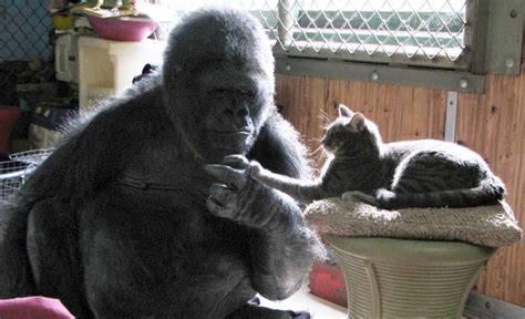 Muere Koko, la gorila que aprendió lenguaje de señas | El Siglo de Torreón