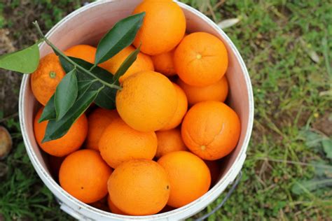 How Lucrative Is Orange Farming In Nigeria? | Jiji Blog