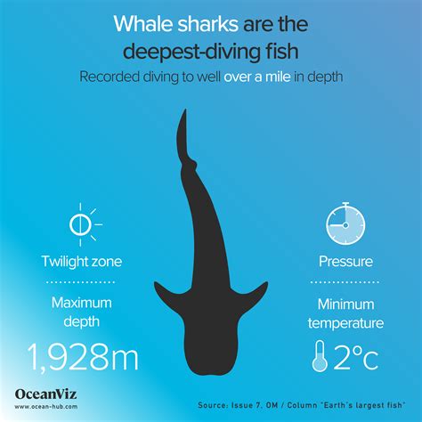 Whale sharks are deepest diving fish - Oceanographic