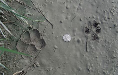 Coyote Tracks | Wildlife Illinois