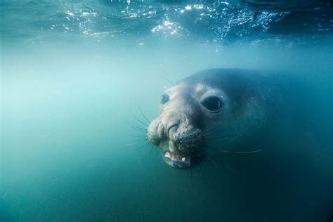 Seal lice can survive the pressure found 4000 metres under the sea | New Scientist