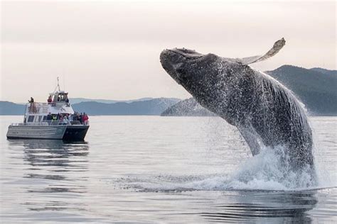 Anacortes Whale Watching provided by Outer Island Excursions | San Juan Islands, Washington ...