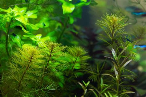 15 Tall Aquarium Plants Every Beginner Should Try