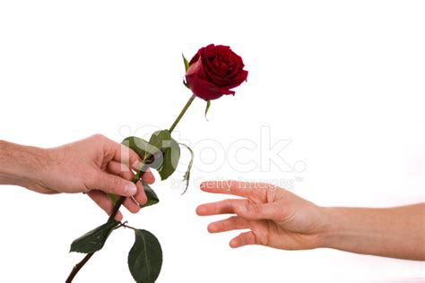 Giving Rose stock photos - FreeImages.com