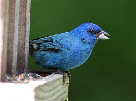 Indigo Bunting