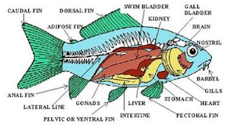 The Digestive System and Its Chordata Phylum - Digestive System