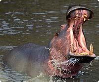 Around The Globe: Nile Hippopotamus