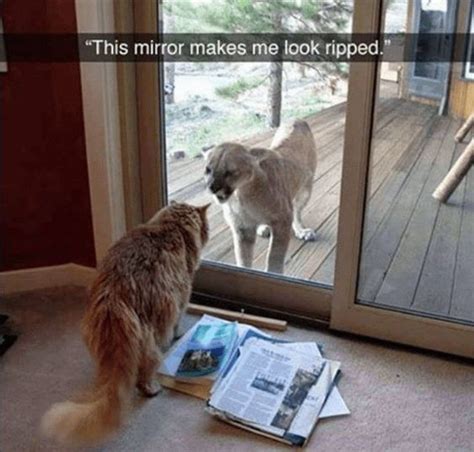 “This mirror makes me look ripped.” | Funny cat pictures, Best cat ...