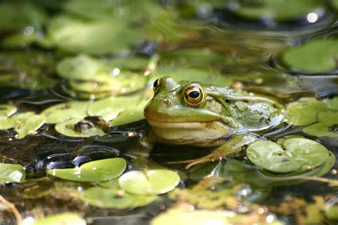 Keeping Your Pond Alive | Frogs Are Green