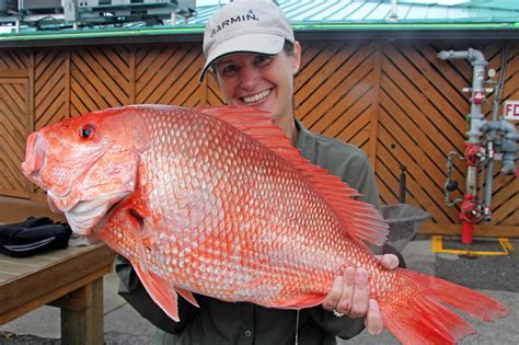 Red Snapper | NOAA Fisheries | Red snapper, Snapper, Snapper fish