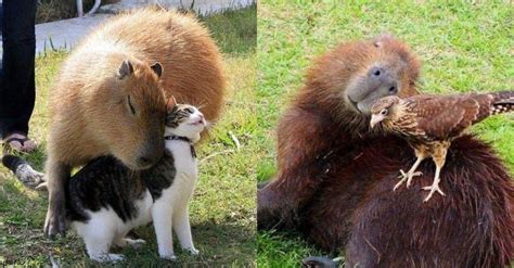 Capybaras are really chill, or at least most animals seem to think so. For some reason, there ...