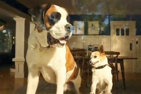 What are the breed of dogs in the Peanut Butter Box Chewy commercial? | The US Sun