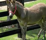 Zonkey - Description, Habitat, Image, Diet, and Interesting Facts